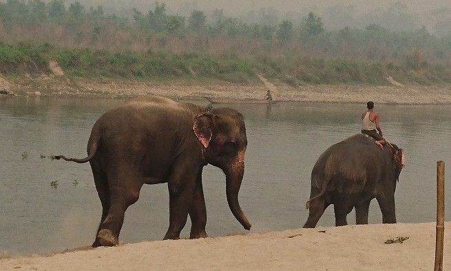 Elephant - Chitwan - Népal