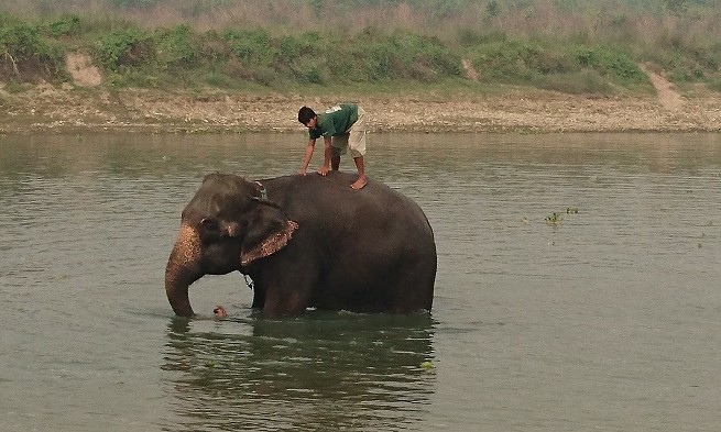 Elephant - Chitwan - Népal