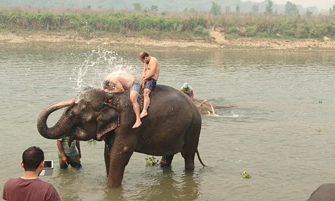 Elephant - Chitwan - Népal