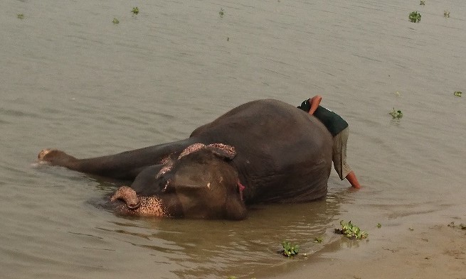 Elephant - Chitwan - Népal