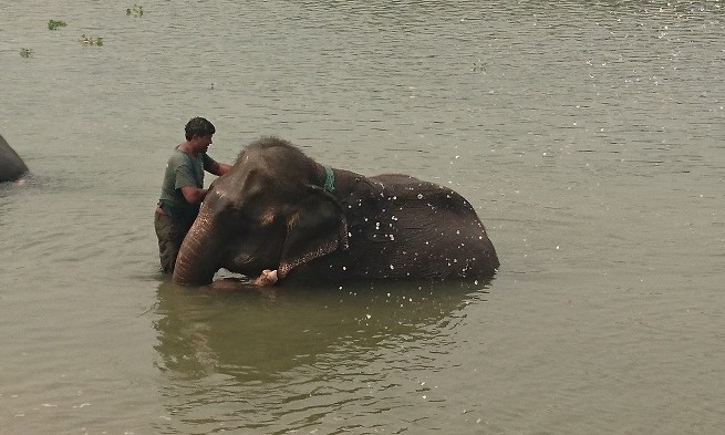 Elephant - Chitwan - Népal