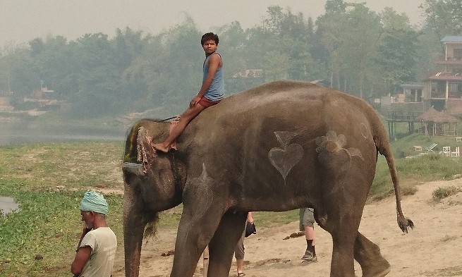 Elephant - Chitwan - Népal