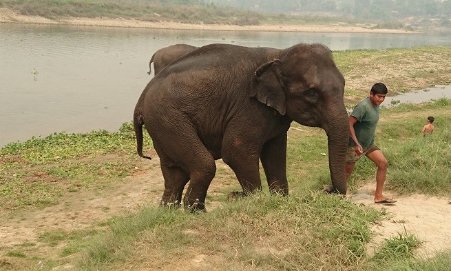 Elephant - Chitwan - Népal