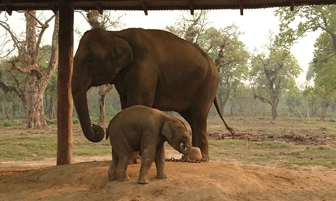 Elephant - Chitwan - Népal