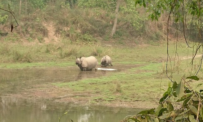 Safari - Chitwan - Népal