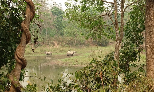 Safari - Chitwan - Népal