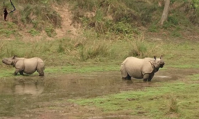 Safari - Chitwan - Népal