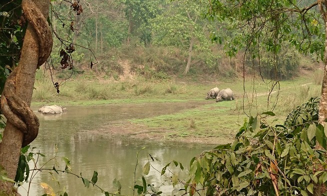Safari - Chitwan - Népal