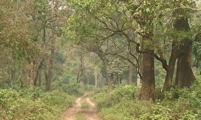 Safari - Chitwan - Népal