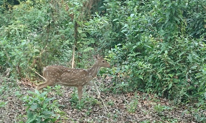 Safari - Chitwan - Népal