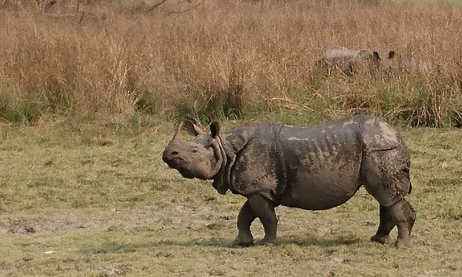 Safari - Chitwan - Népal