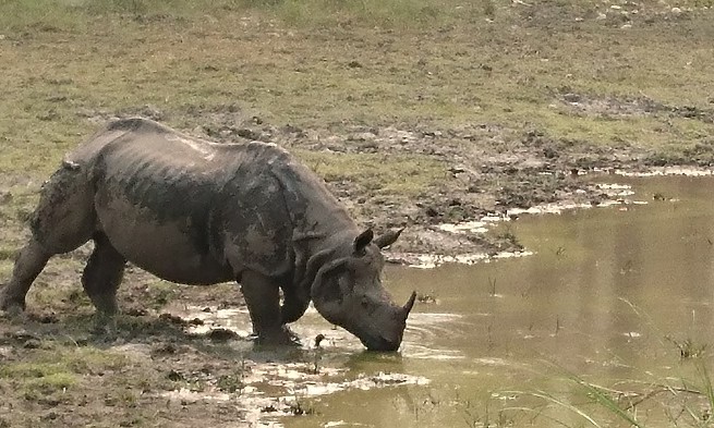 Safari - Chitwan - Népal