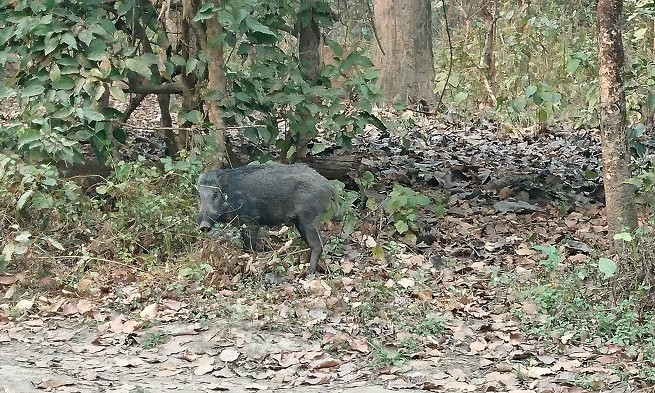 Safari - Chitwan - Népal