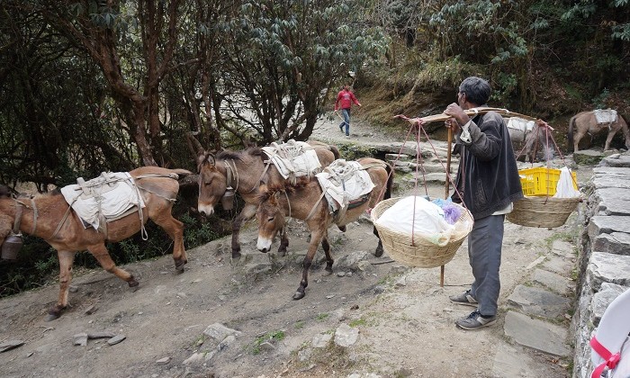 Way to Gorepani - Annapurnas - Népal