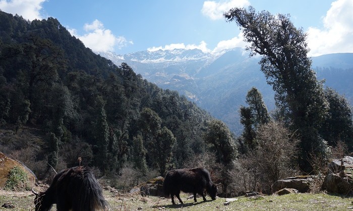 Way to Kophra - Trek Annapurnas - Népal