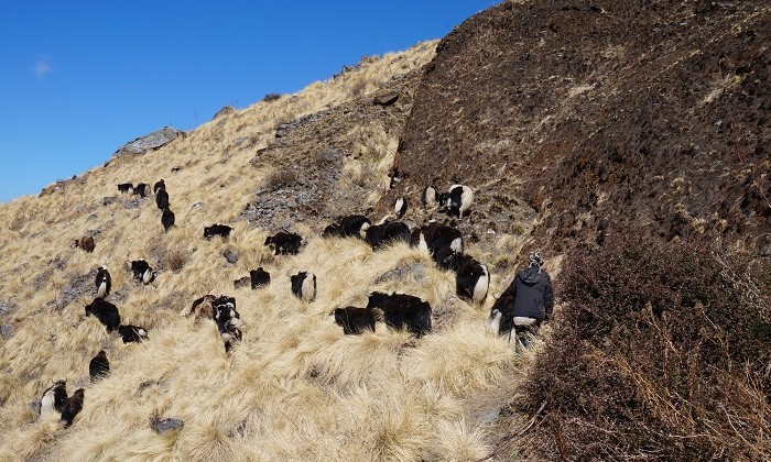 De Kophra à Isuaru - Trek Annapurnas - Népal