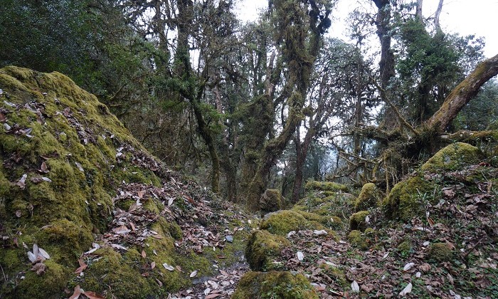 Mesra - Trek Annapurnas - Népal