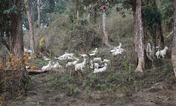 Mesra - Trek Annapurnas - Népal