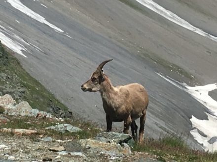 Rando Vanoise J1 pralognan à l'arpont