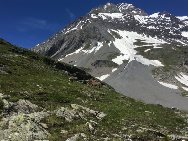 Rando Vanoise J1 pralognan à l'arpont