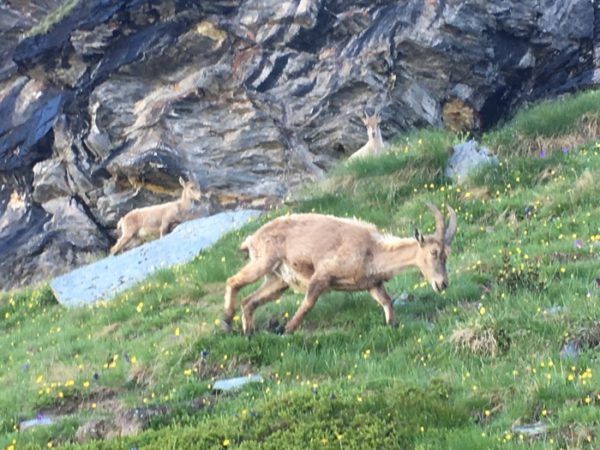 Rando Vanoise J1 pralognan à l'arpont