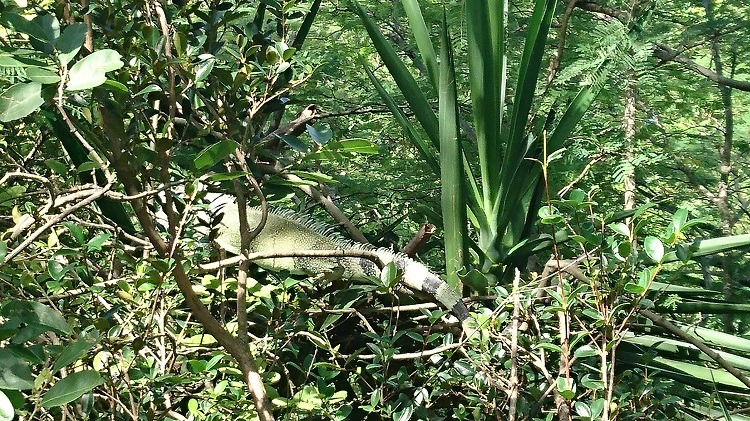 iguane-les-saintes