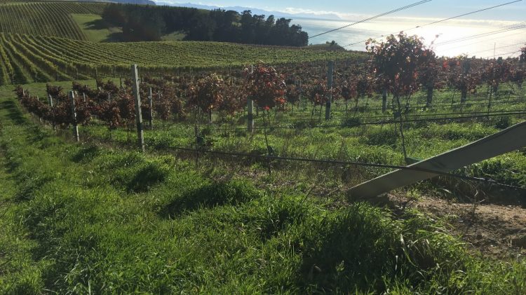 Vignobles Malborough - Nouvelle Zélande