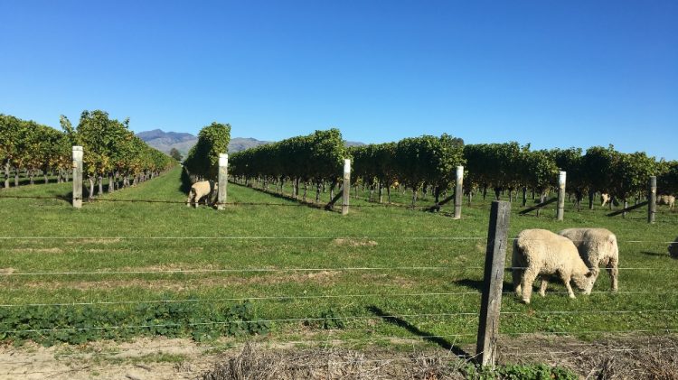 Vignobles Malborough - Nouvelle Zélande