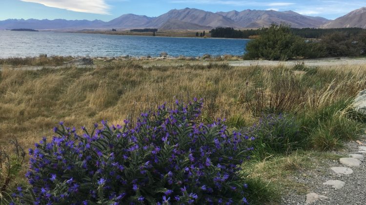 Lac Tekapo