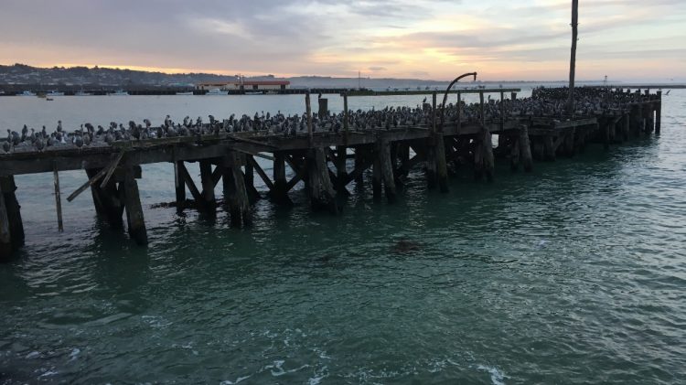 Oamaru et les pingouins - Nouvelle Zélande