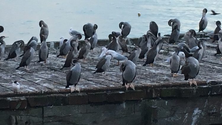 Oamaru et les pingouins - Nouvelle Zélande