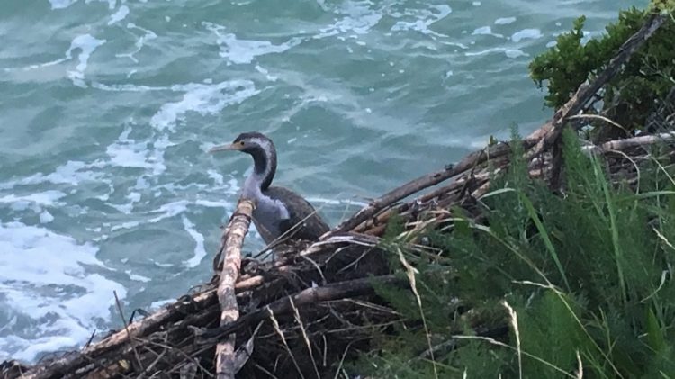 Oamaru et les pingouins - Nouvelle Zélande