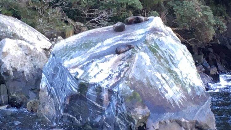 Milford Sound - Nouvelle Zélande