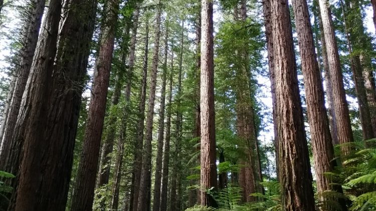 Forest-Rotorua - Nouvelle Zélande