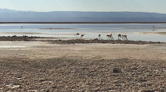 Laguna Chaxa_San pedro de atacama_ Chili