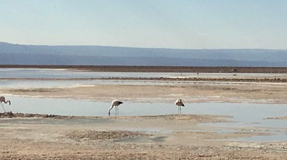 Laguna Chaxa_San pedro de atacama_ Chili