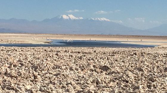 Laguna Chaxa_San pedro de atacama_ Chili