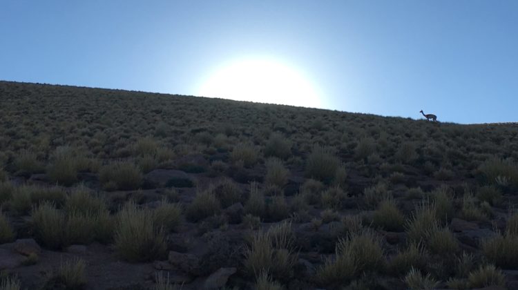 Vigogne_Laguna Miscanti_San pedro de atacama_ Chili