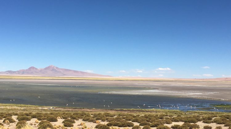 Salar de tara, san pedro de atacama_ Chili