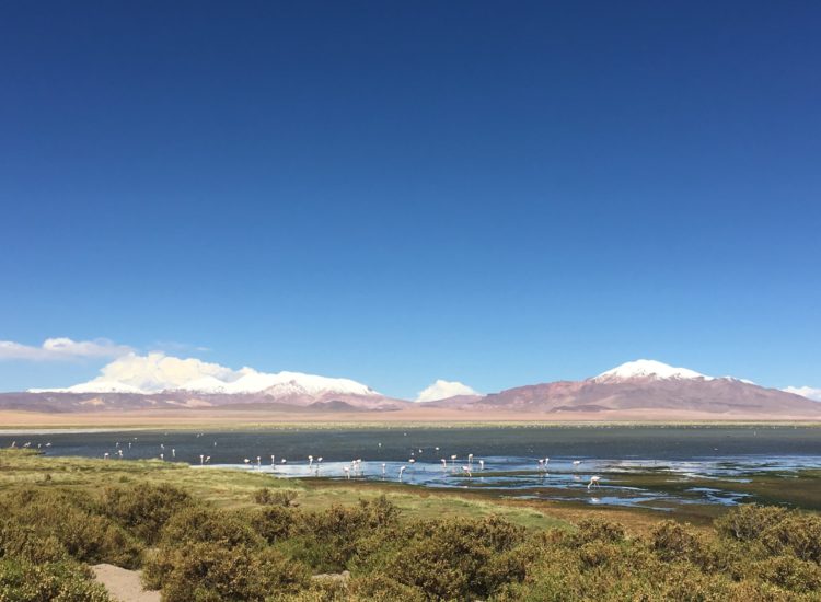 Salar de tara, san pedro de atacama_ Chili