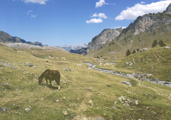 Randonnée Pyrénées lac ayous, cheval dans la vallée