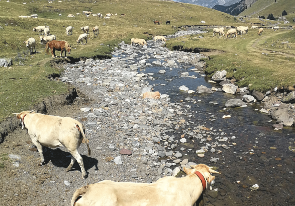 Randonnée Pyrénées lac ayous, vaches dans la vallée
