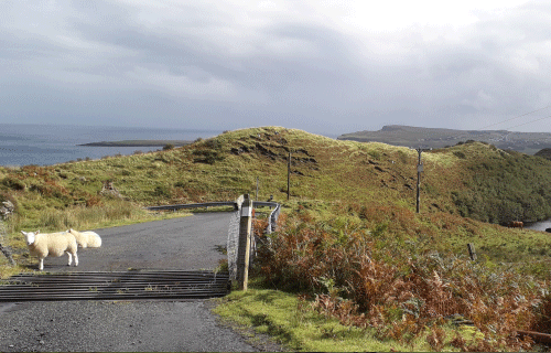 Ile de Skye mouton