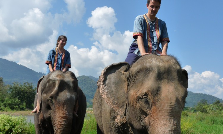 Eléphants - Chian Mai - Thailande